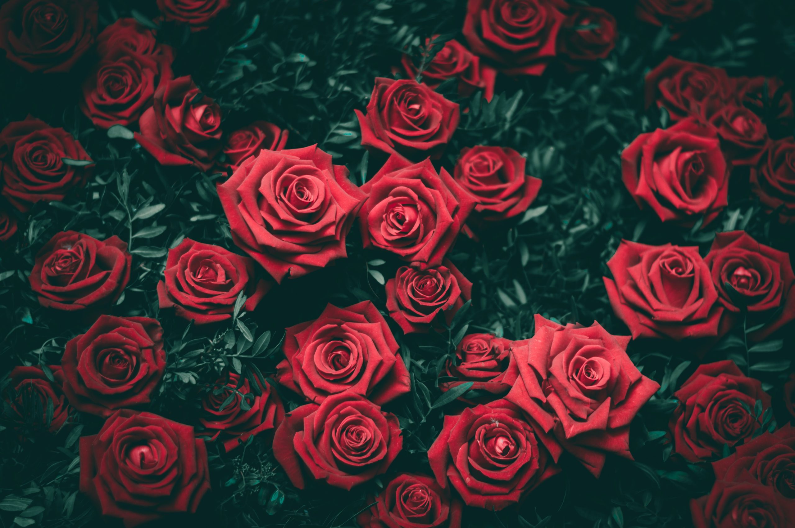 Uprawa róż w ogrodzie – wszystko o pielęgnacji