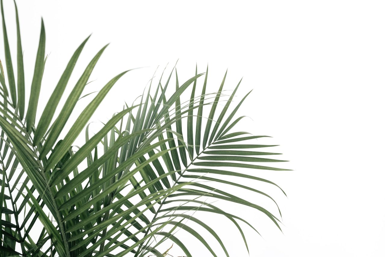 <strong>Nasiona palmy – jak pielęgnować i uprawiać egzotyczną roślinę w domu?</strong>