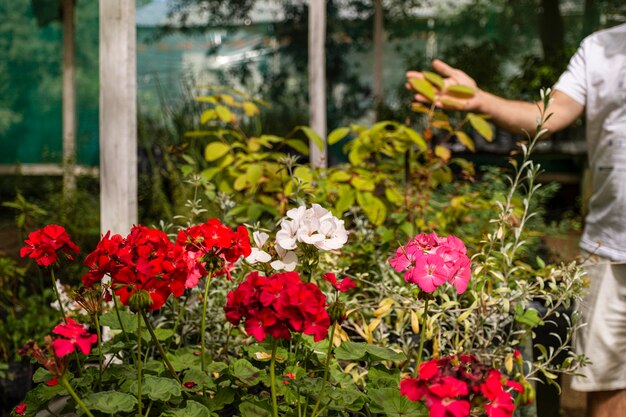 Sztuka tworzenia ogrodowych kompozycji z roślin wieloletnich