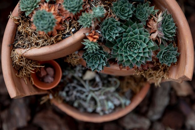 Jakie rośliny wybrać, aby stworzyć ogród odporny na suszę?